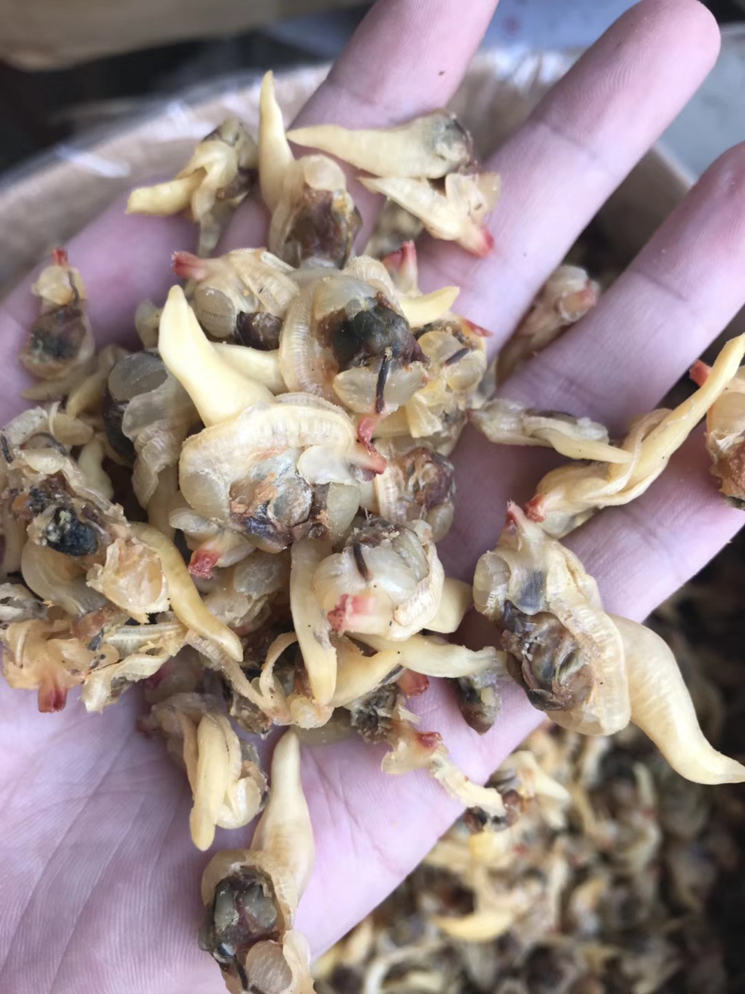 蛤蜊干 花甲干 文蛤贝壳肉 海产干货 蚬肉 蛤蜊肉 海鲜干货