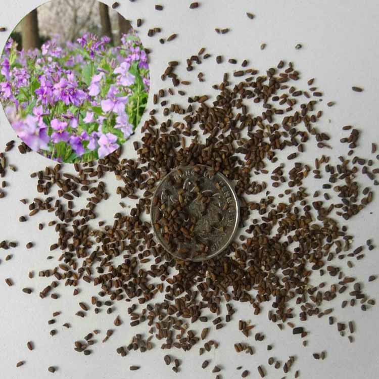 现货供应二月兰种子诸葛菜种子早春花海种子绿肥花卉种子