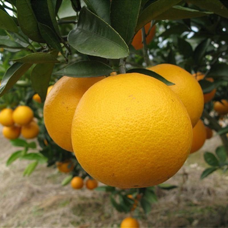 桂林忠记生态农业有限公司_阿里巴巴旺铺