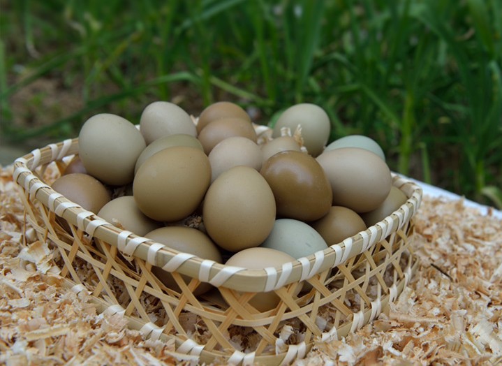七彩山鸡种蛋养殖 高受精1枚可孵化小鸡的鸡蛋包邮