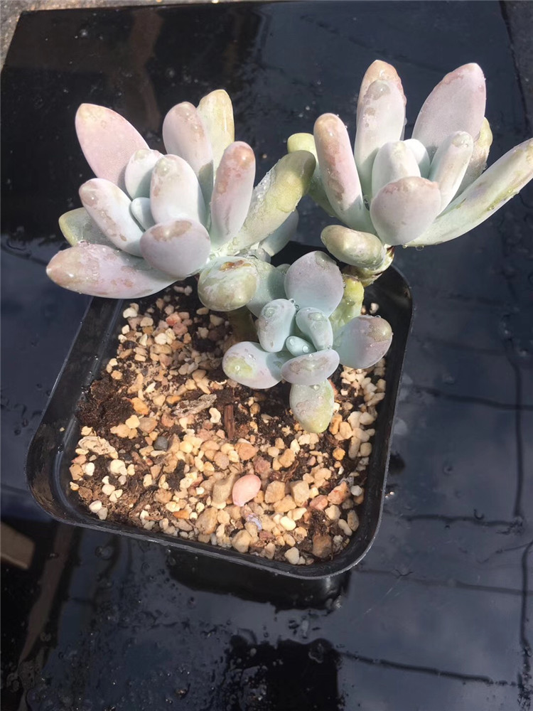 1725精品阳台多肉植物大棚批发 象牙奶自然群老桩4-6头多肉品种