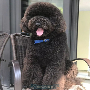 纯种巨型贵宾犬幼犬棕色巨贵宠物狗狗泰迪犬超大型犬巨贵犬活体