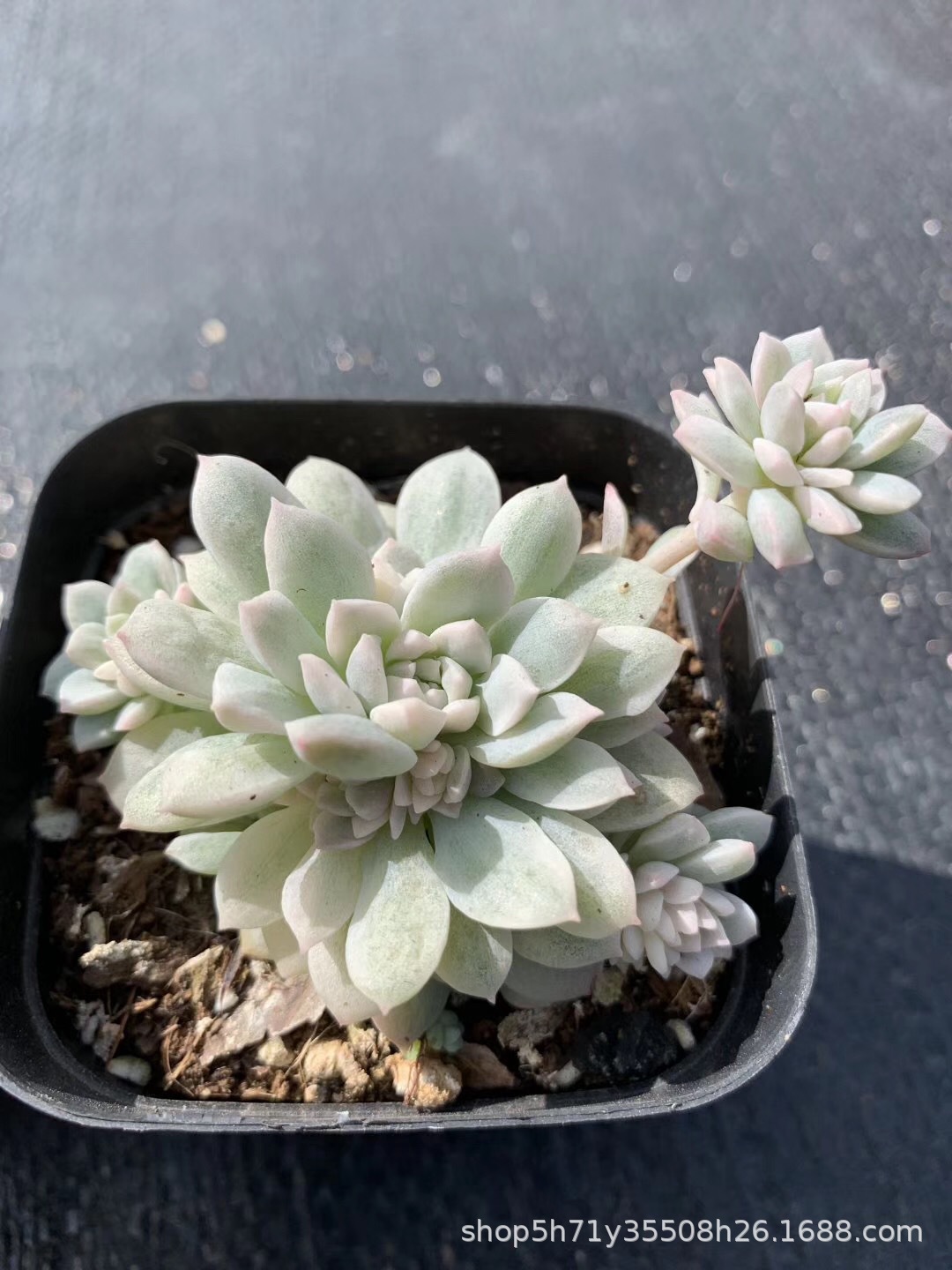 855精品状态多肉植物基地批发 粉蔓锦盆7cm多头多肉品种裸根发