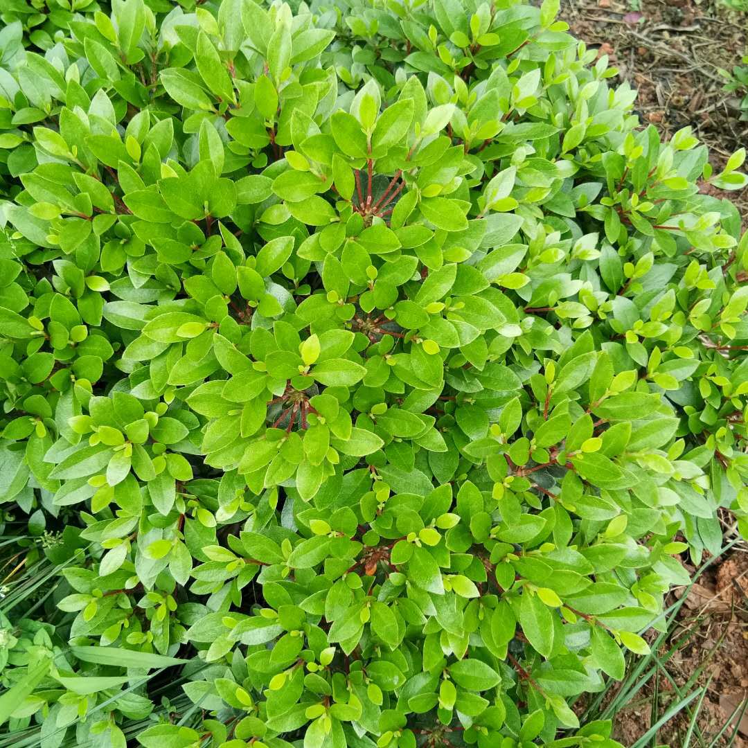 新品国旗大红色杜鹃小苗 灌木映山红绿化工程苗木直销量大从优