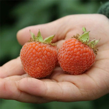 园艺场长期供应好成活挂果多树莓苗 规格全价格实惠树莓苗