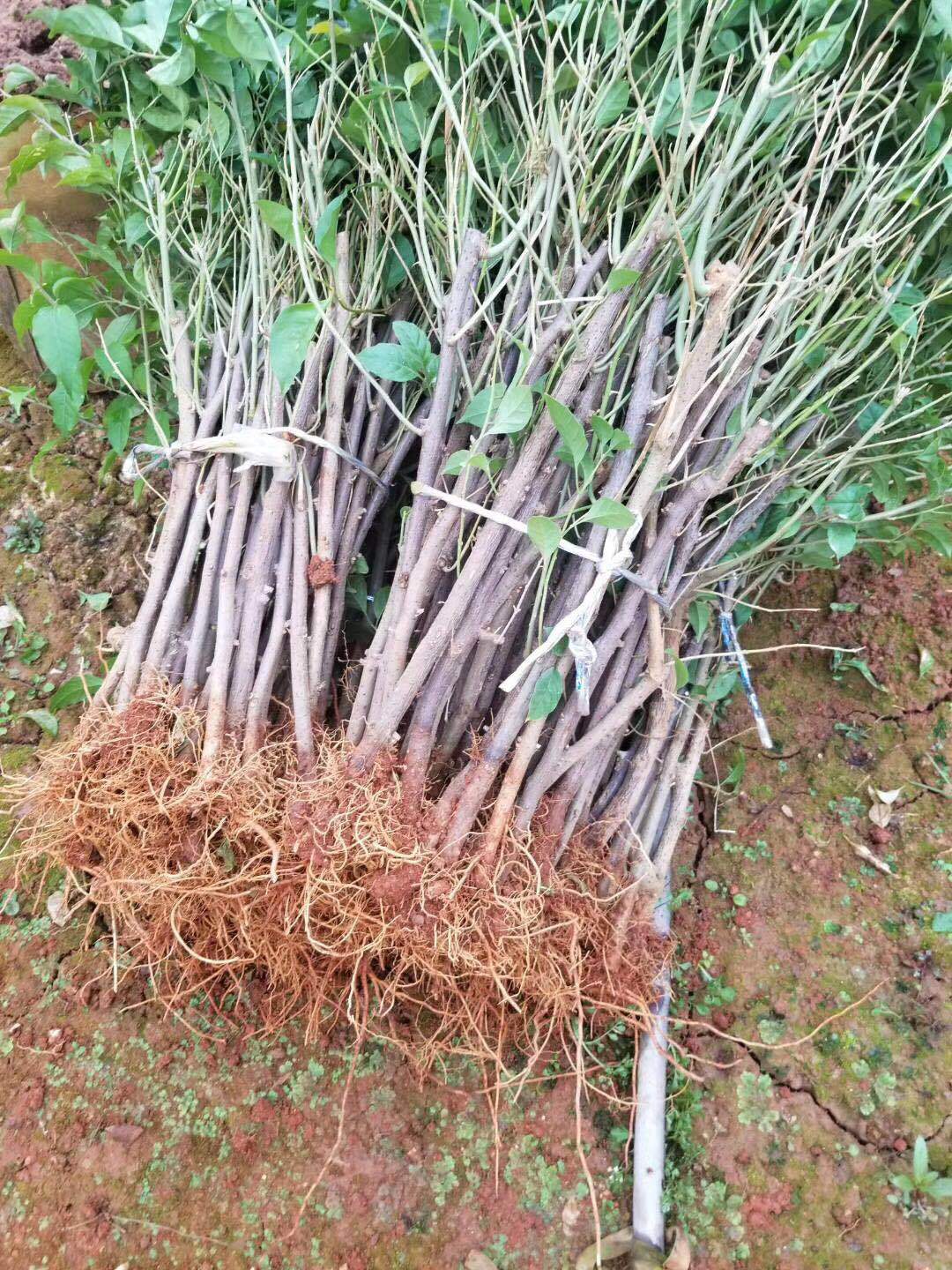 贵州紫三角梅生长茂盛 贵州紫三角梅花苗地栽