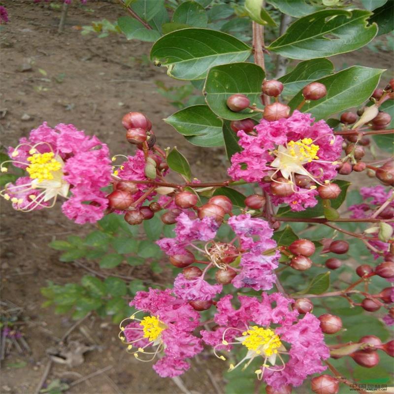 苗圃供应百日红小苗 美国紫薇红火箭 80厘米高紫薇树苗价格