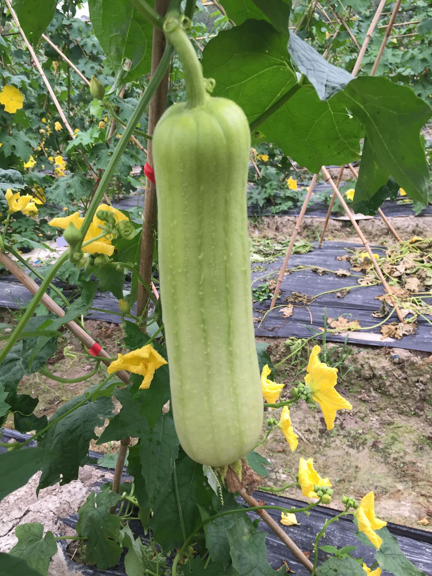 白丝瓜种子高产短棒型厂家直销银田种业蔬菜种子