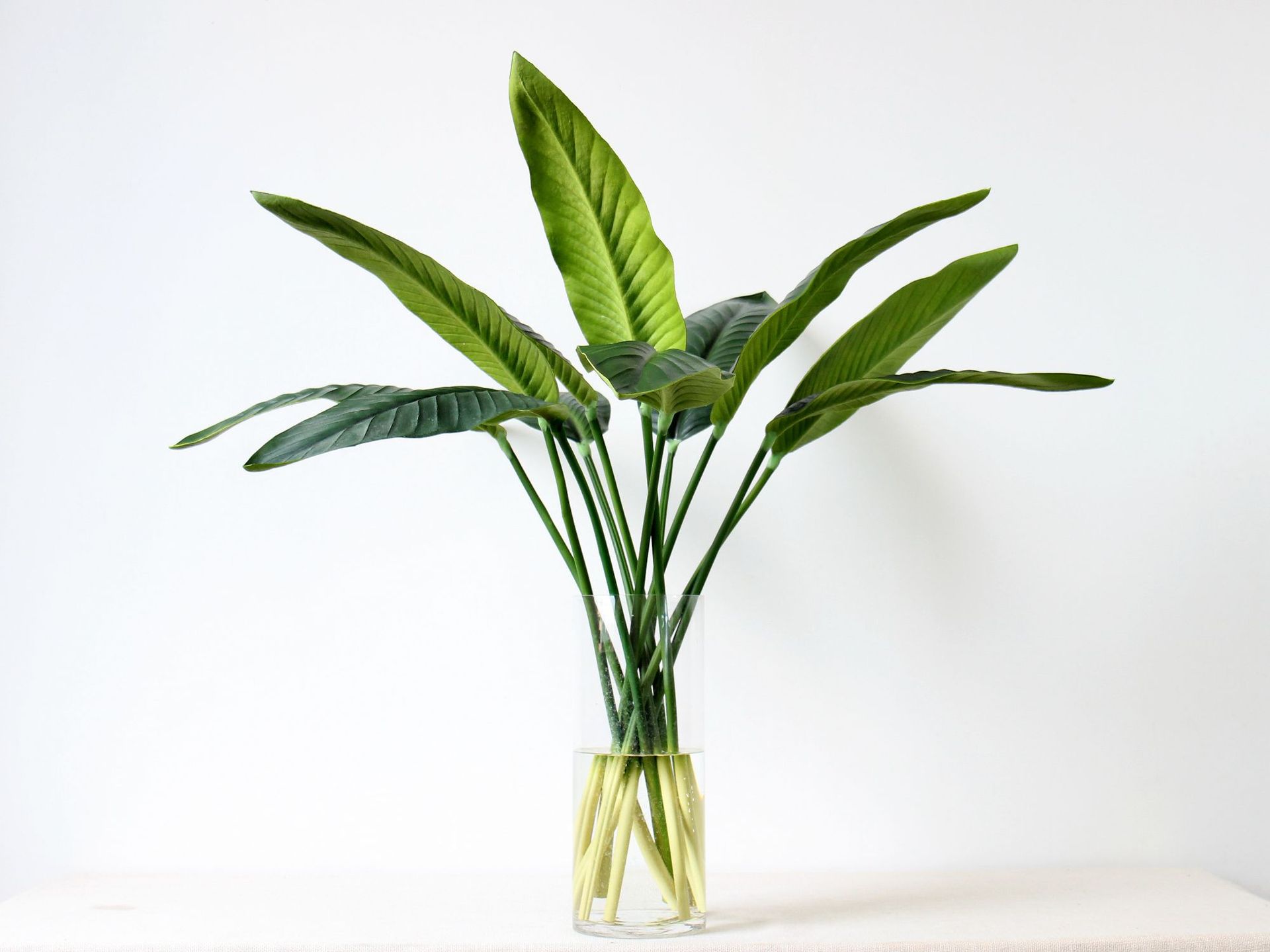 片尺寸:长88cm品名:pu肉感特大天堂鸟叶所示价格均为不含运费不含税