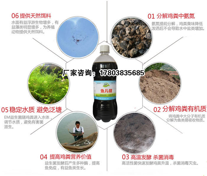 发酵鸡粪喂鱼