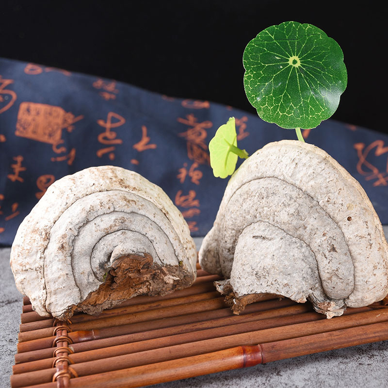 灵芝大全木蹄 木蹄层孔菌 长白山地区裂蹄灵芝 一件大发量大从优