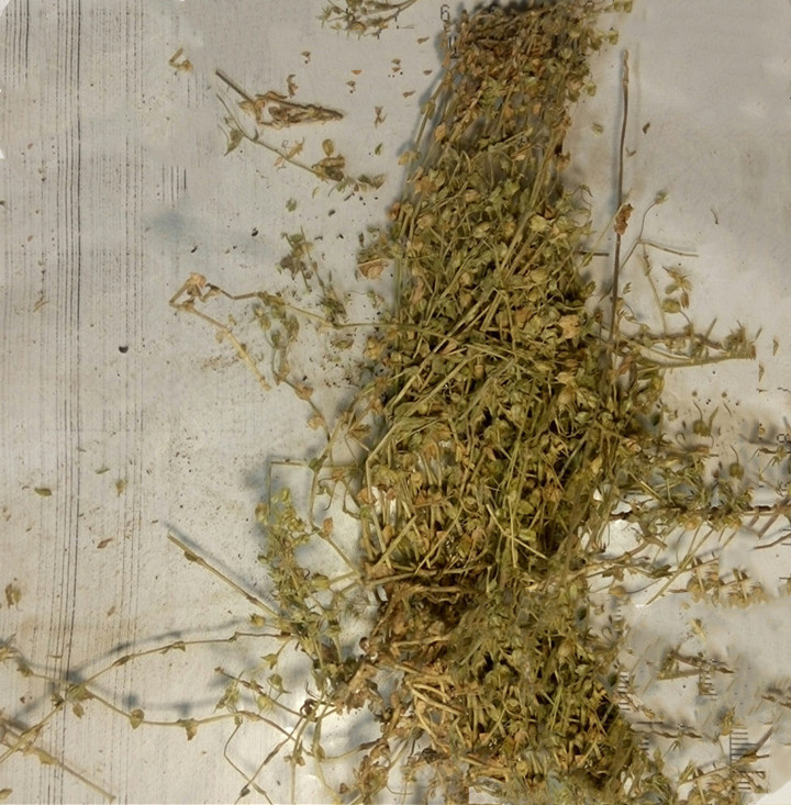 中药材小米草 芒小米草 祛除黑眼圈草 量大从优