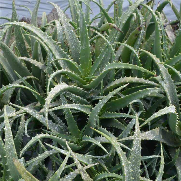 日本木立芦荟 植物