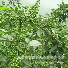 基地批发花椒苗四川麻辣花椒苗大红袍花椒树苗花椒小苗嫁接藤椒苗