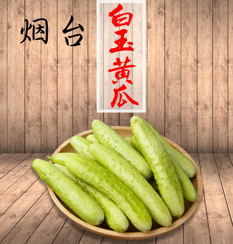 烟台海阳白玉黄瓜 现摘新鲜蔬菜产地直销 白玉黄瓜