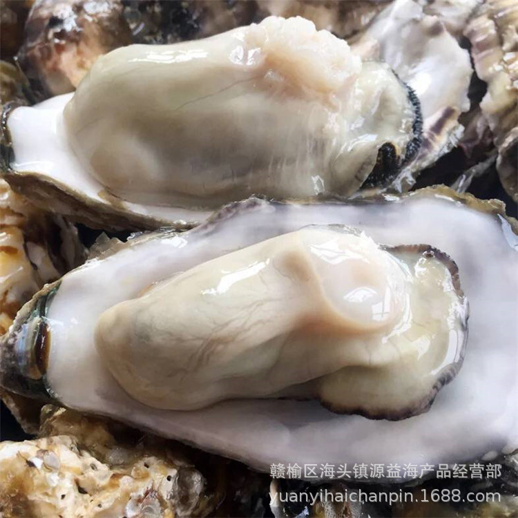 批发盒装生蚝肉 精选生鲜食材生蚝批发生蚝肉 当天现剥海蛎肉鲜活