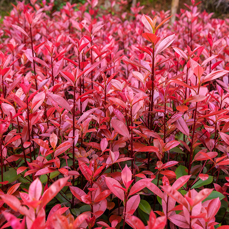 基地直供火焰红石楠球 园林绿化常绿灌木红叶石楠木石楠柱批发