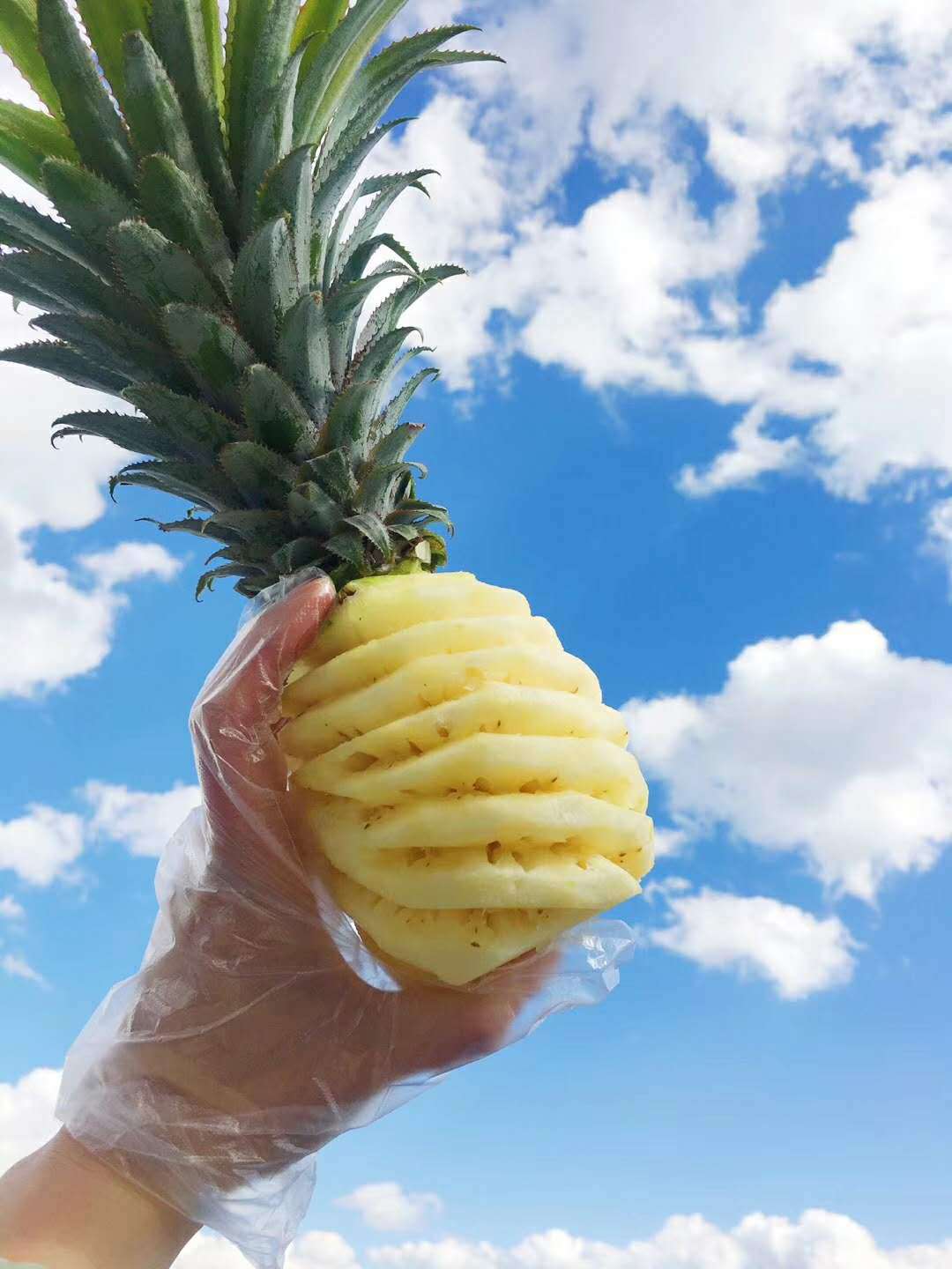 供应 迷你小凤梨 香甜多汁