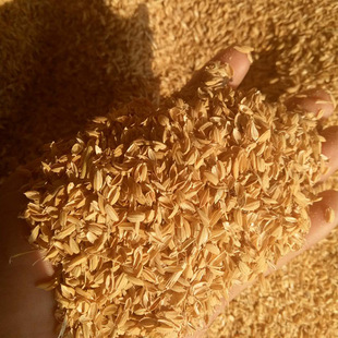 稻壳 燃料压块稻壳图片       常年大量供应稻糠 散装稻壳压块稻壳