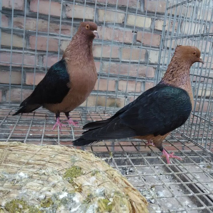 红头天使鸽子价格 孝头天使鸽 天使鸽子 漂亮的观赏鸽养殖场