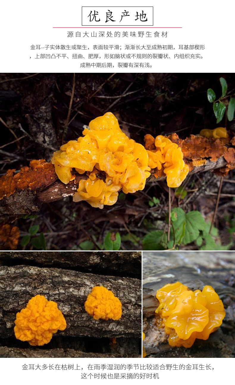 金耳黄耳脑耳黄木耳干货煲汤食材云南特色食用菌山珍直销供应批发