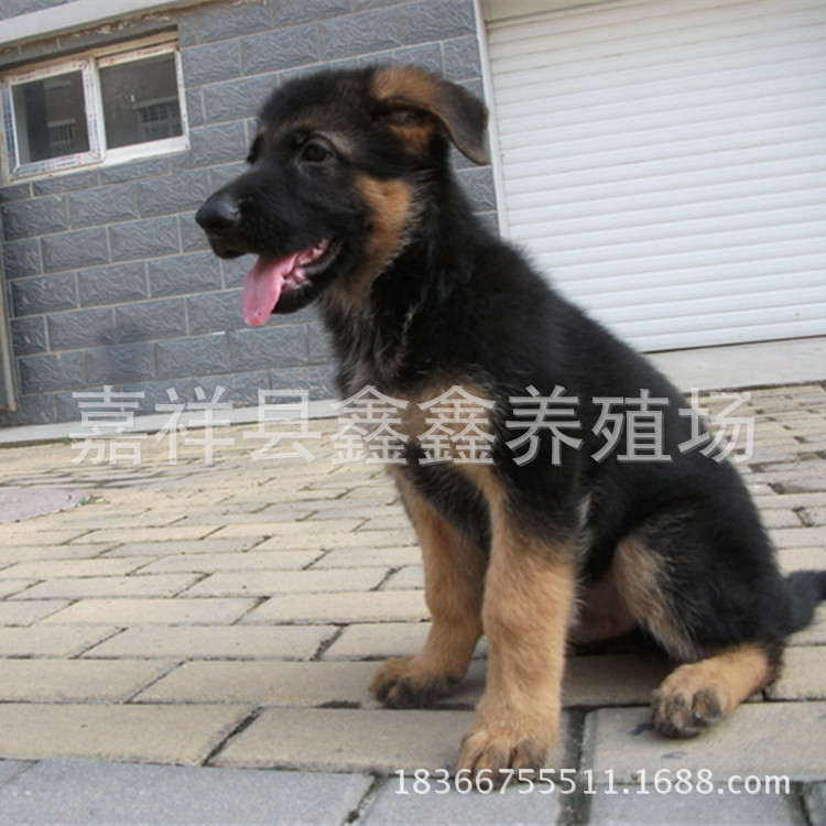 前腿弓背的纯种牧羊犬价格 三个月以上的牧羊犬幼崽价格包邮