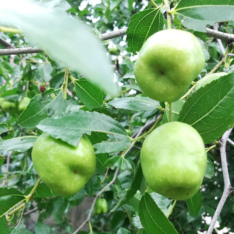 大量供应枣树苗丰产沾化冬枣树苗南北方种植果树苗木品种全