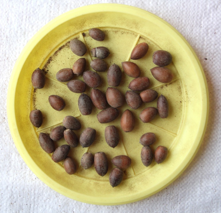 橡树种子青冈栎种子麻栎种子象树种子橡籽美国红橡红栎树柞树种子