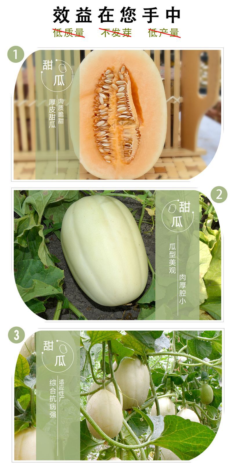 中科茂华蔬菜种子公司批发中科蜜三号厚皮甜瓜种子红肉脆梨20粒装