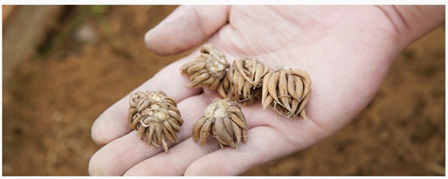 多年生植物 花毛茛球根 种子室内盆栽芹叶牡丹种球四季开花陆莲花