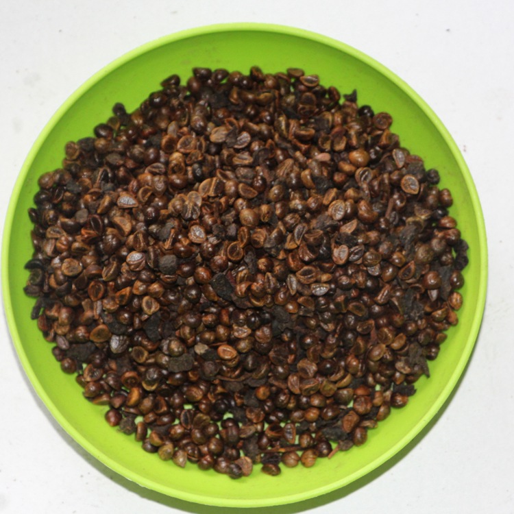 爬藤爬墙虎种子 爬山虎种子 攀援观叶植物 三叶地锦易种速生