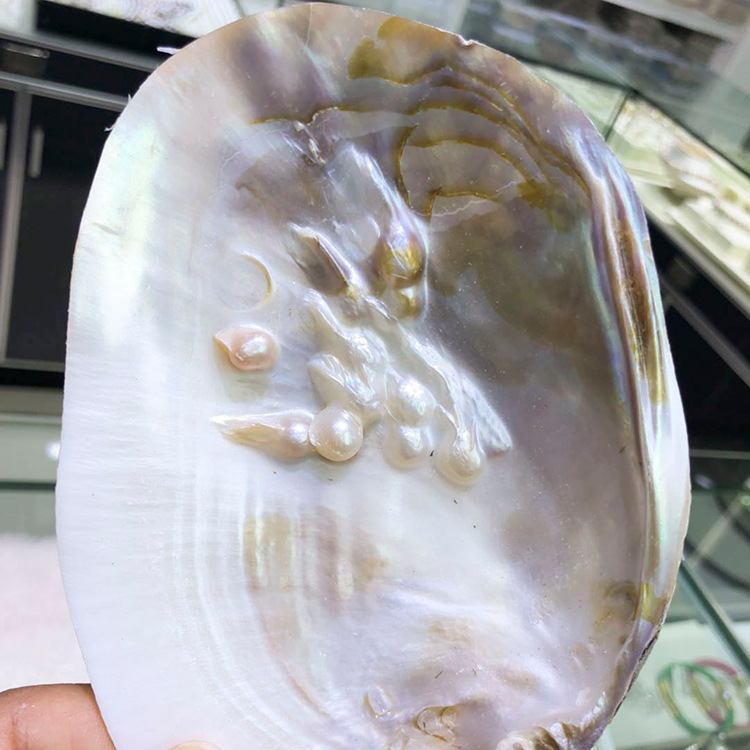 珍珠河蚌壳贝壳珍珠蚌壳抛光打磨饰品工艺品原料厂家直销地摊批发