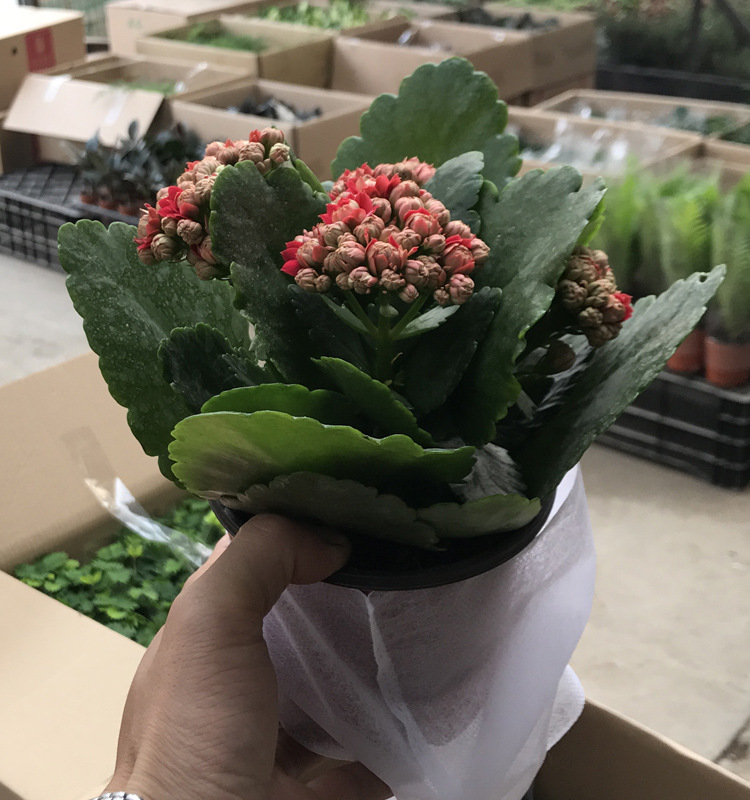 广州基地直销 长寿花 圆叶玫瑰红 多肉类 室内植物 花卉盆栽