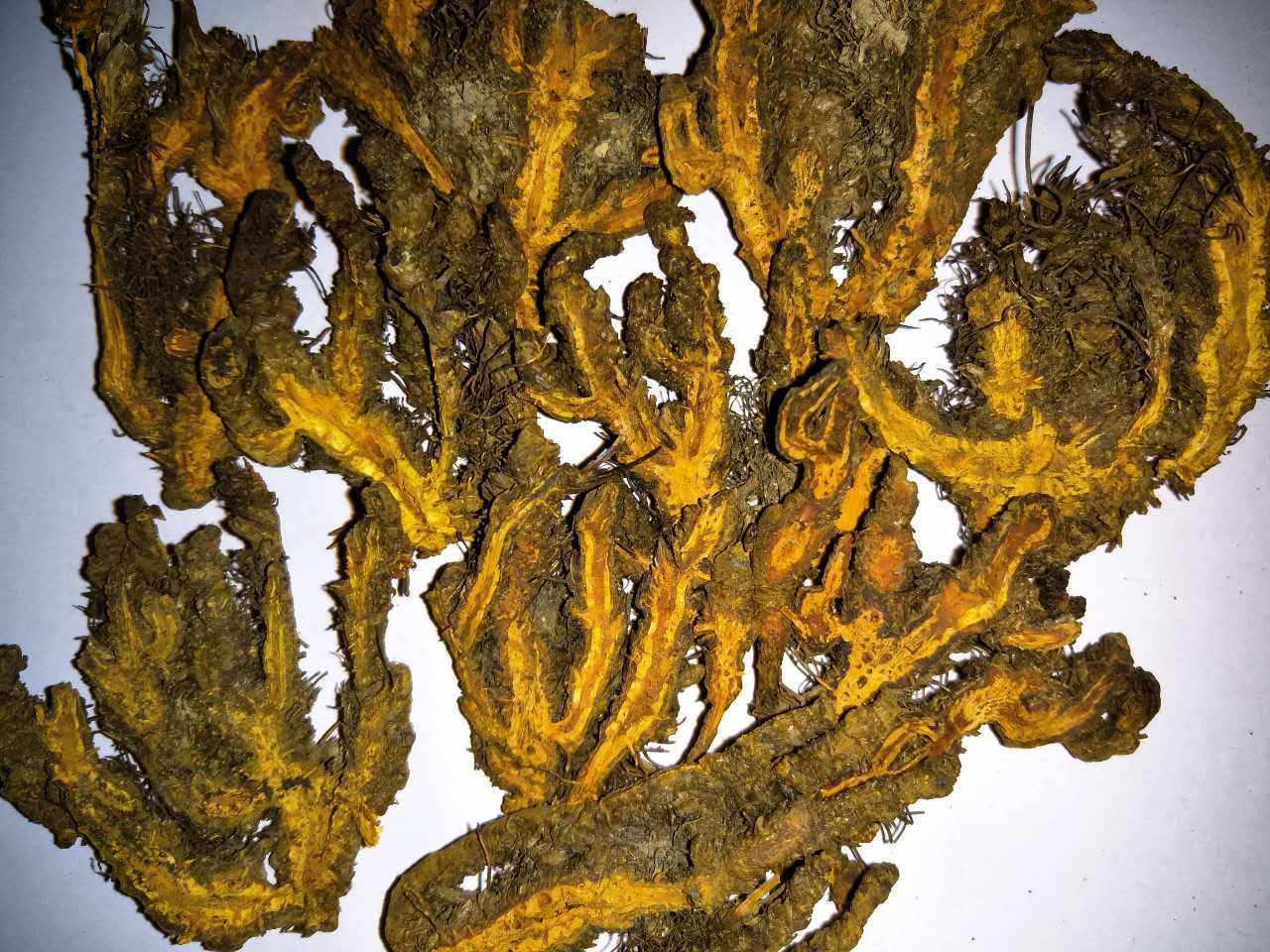 包邮飒枫中药材川黄连产地货源大货批发实力厂家直销支持药检