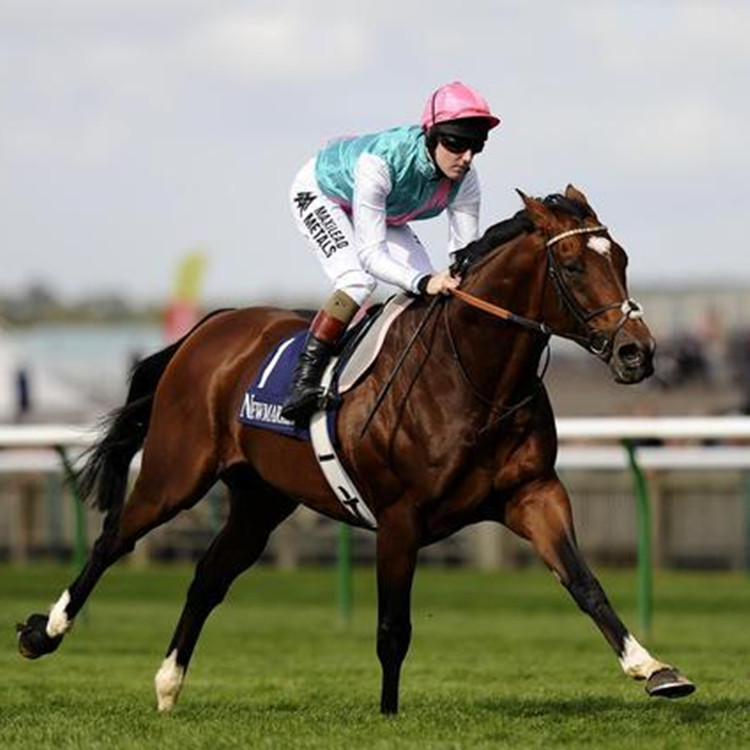 品种有纯血马 ,半血马,温血马,德保矮马,改良骑乘马,设特兰矮马 马匹