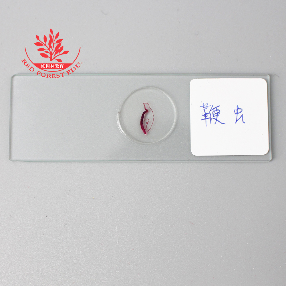 鞭虫生物显微镜玻片教学实验室用切片标本结构清晰染色鲜艳装片