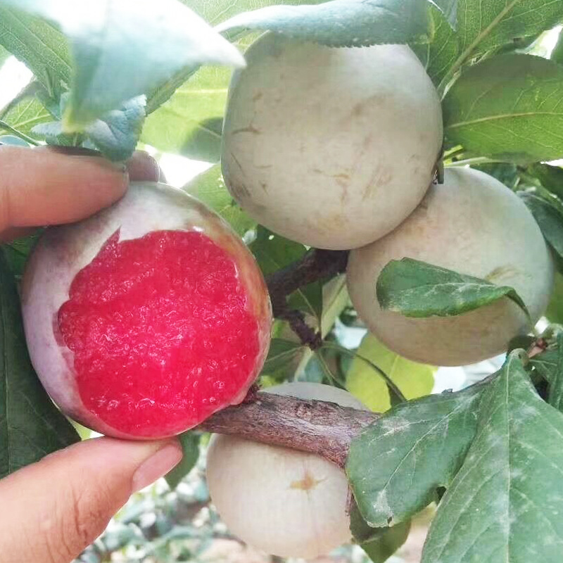 美国恐龙蛋杏李苗批发 南北方盆栽李子树苗 嫁接李树苗基地直供