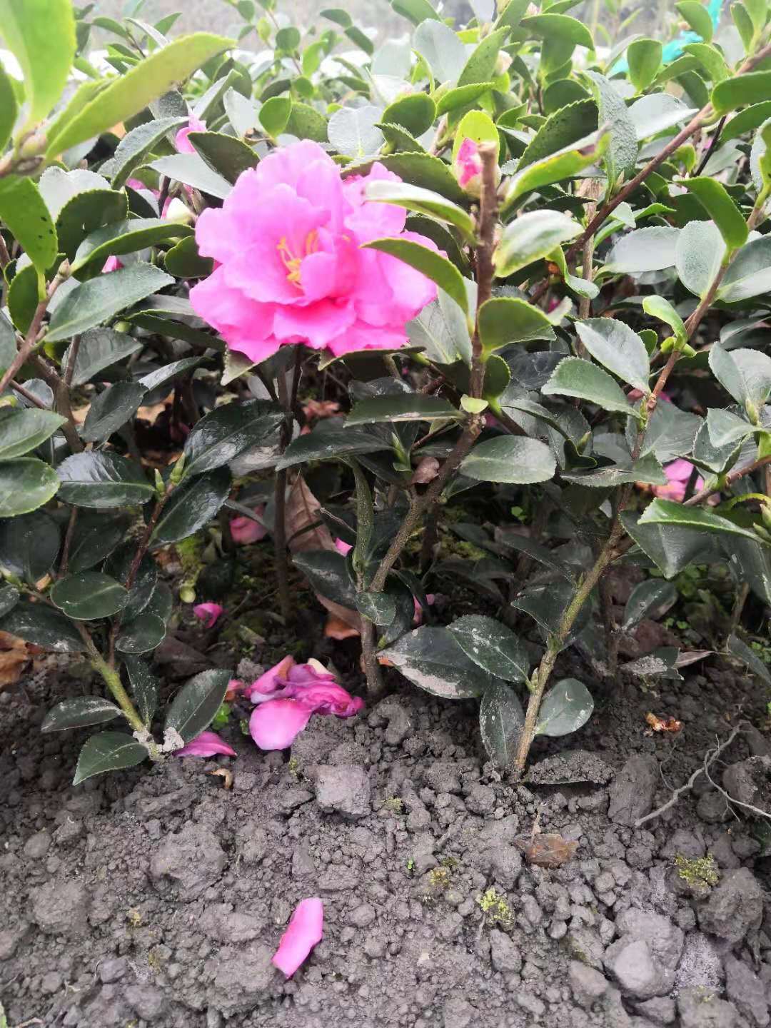 出售各种规格茶梅幼苗毛球工程绿化小灌木花卉耐寒植物