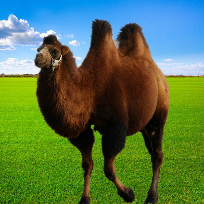 小骆驼骆驼