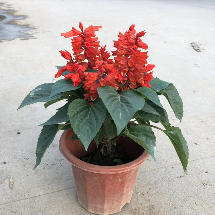 批发一串红草花 绿化工程苗木盆栽 室外绿植观花植物花卉