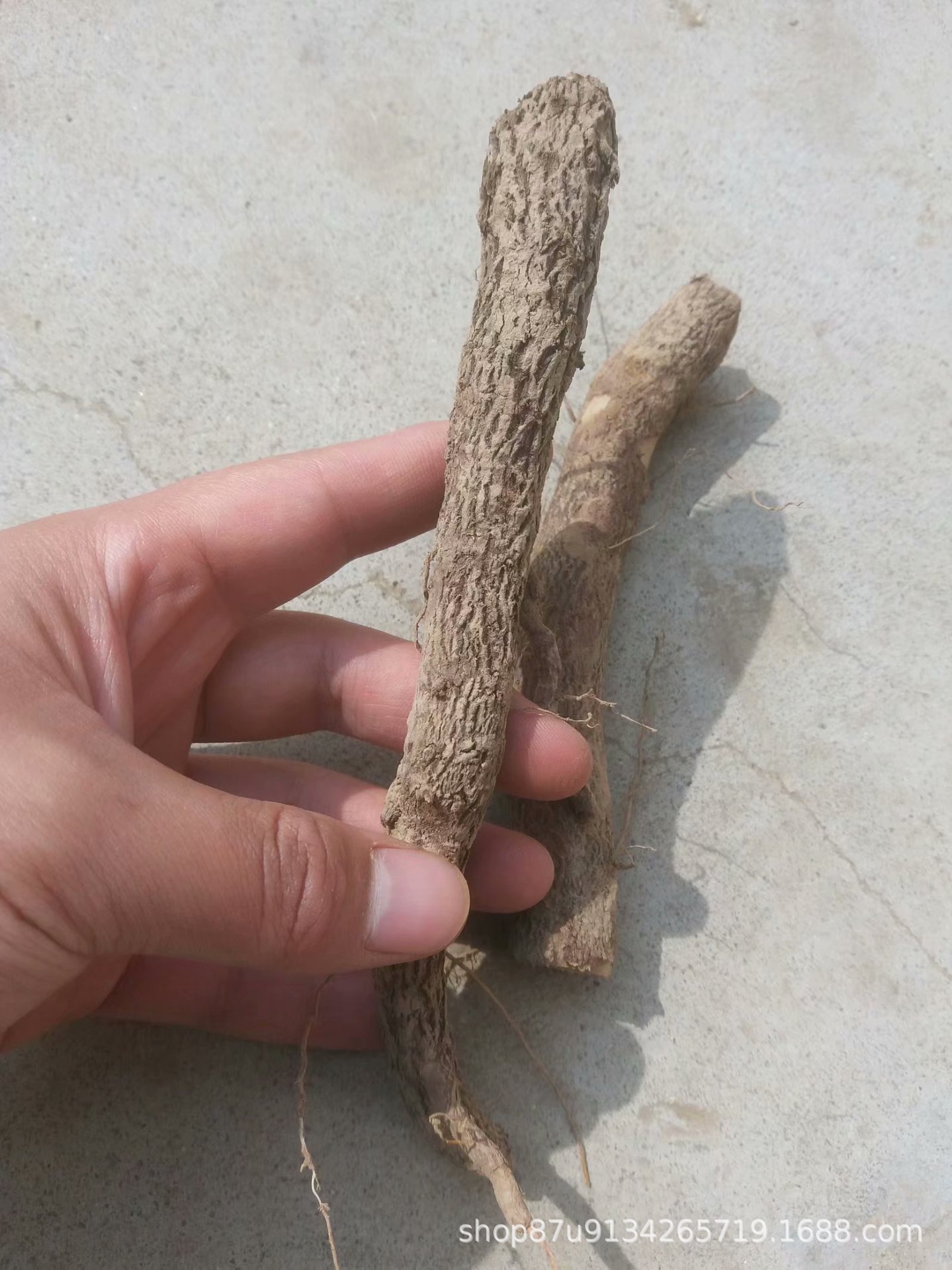 脱毒桐树根 四倍体泡桐 成活率高 泡桐种根 跑桐树种根