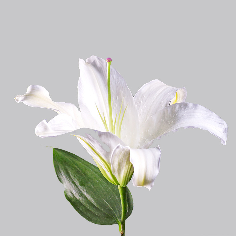云南百合基地白百合批发香水百合单头双头三头多头鲜花 10枝/扎