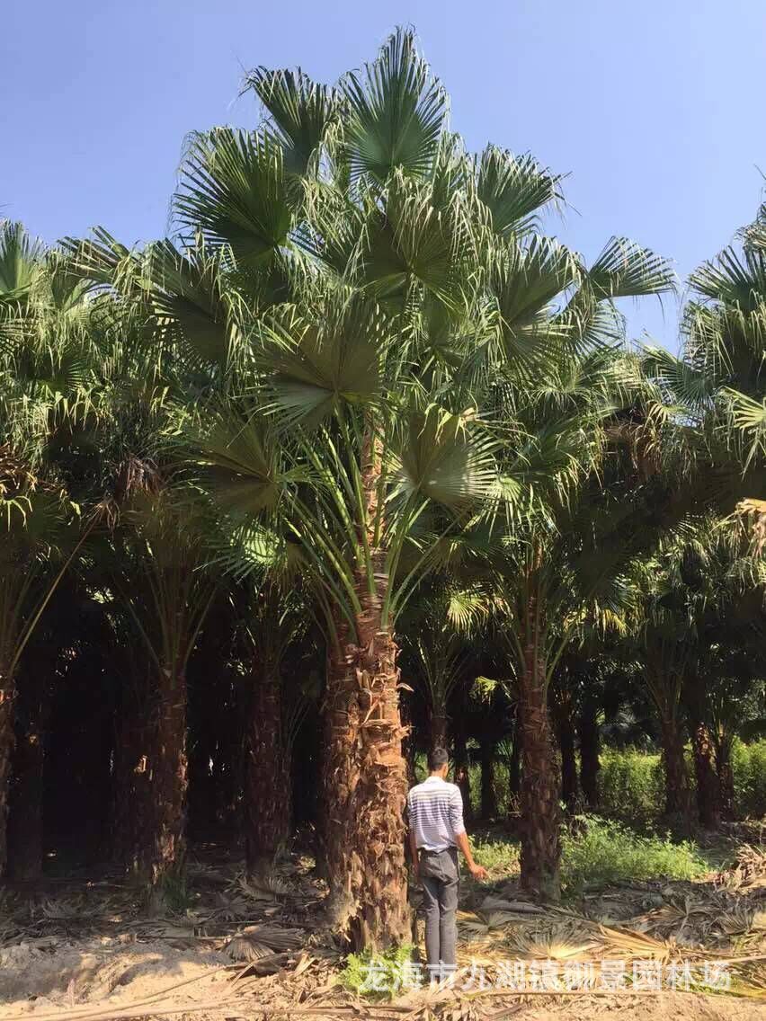 5米 蒲葵树苗价格 高干蒲葵 行道树棕榈树