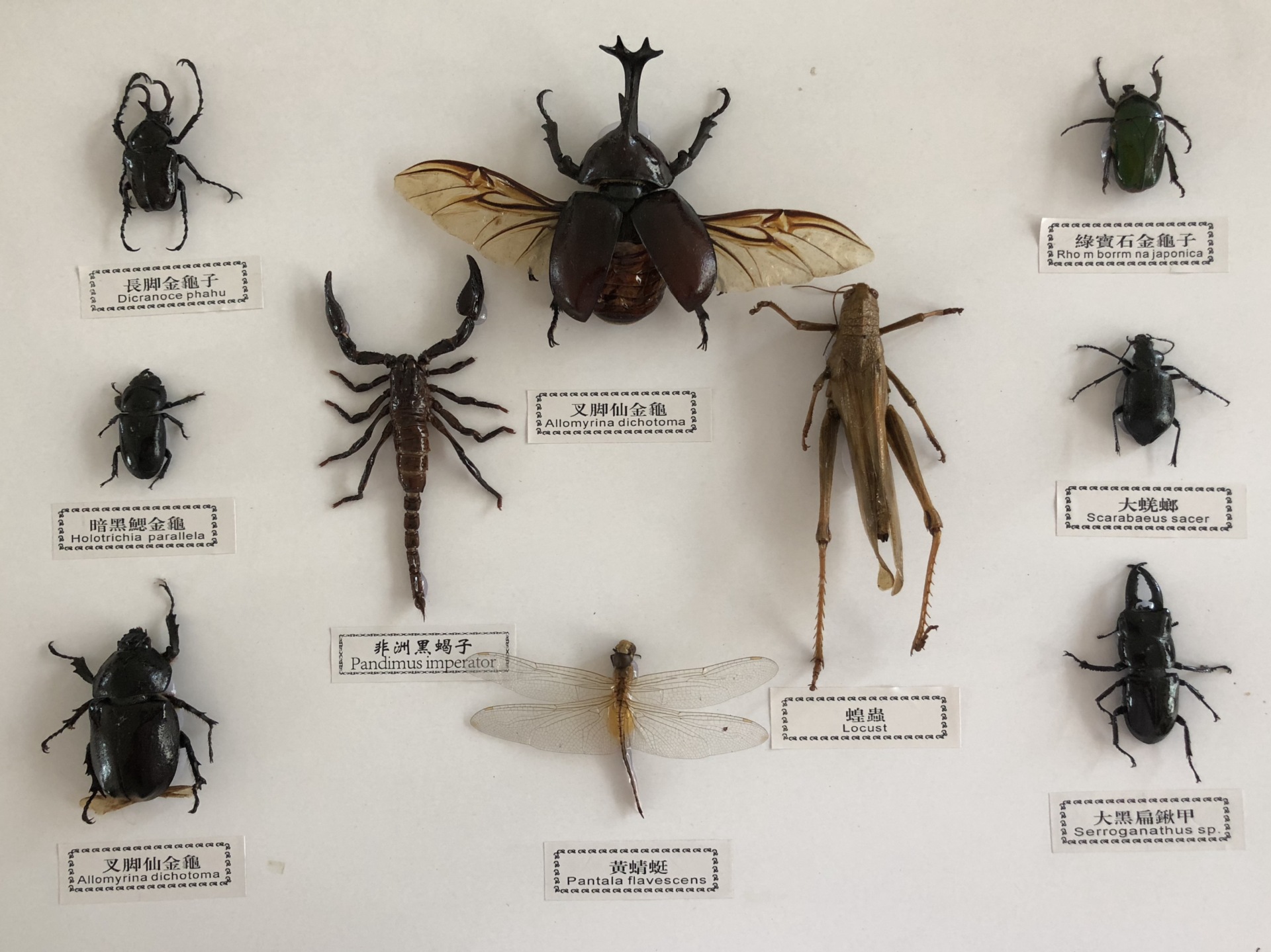 天然昆虫标本真蝴蝶昆虫标本教具教学标本已展足品种多样