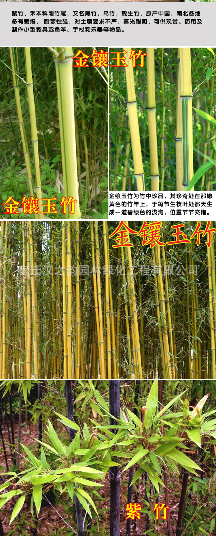 青竹树苗紫竹金镶玉竹苗黄金竹盆栽庭院内观赏四季常青植物竹子苗
