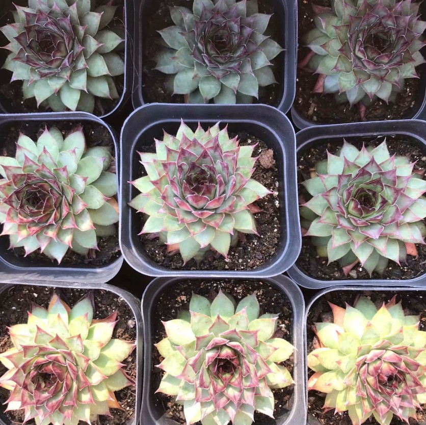 野马 红钻 长生草系列 6.5cm盆4-6cm实拍