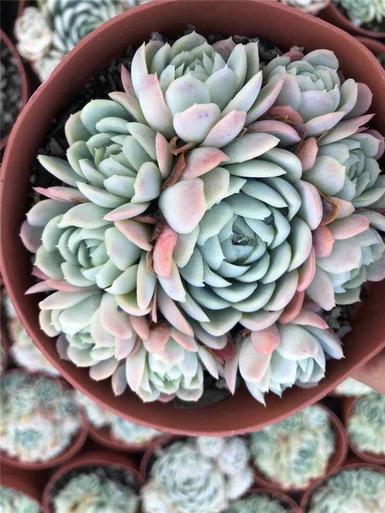 125阳台多肉植物大棚批发 状态小叶冰梅手捧花13公分左右多肉品种