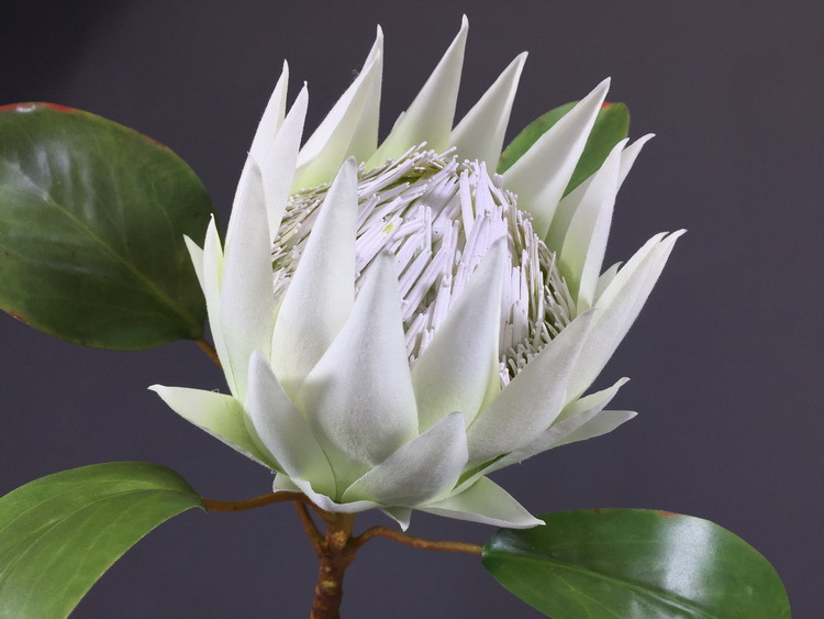 仿真花厂家直销 绿色仿真帝王花批发现代简约北欧风家居装饰花