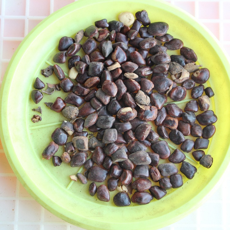 散装酸角种子 酸豆 罗望子酸梅 酸角树种子 甜角种子 果树种子