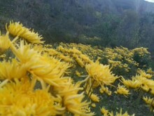 （一手货源）菊花苗批发金丝皇菊 回收菊花 金丝皇菊苗